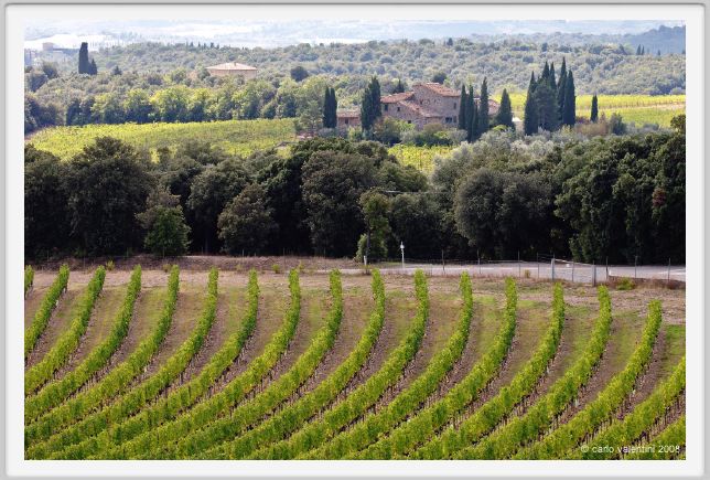 tenuta_di_arceno1183