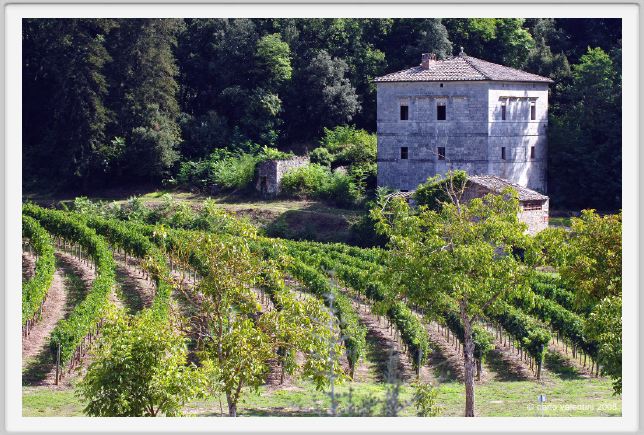 tenuta_di_arceno1184