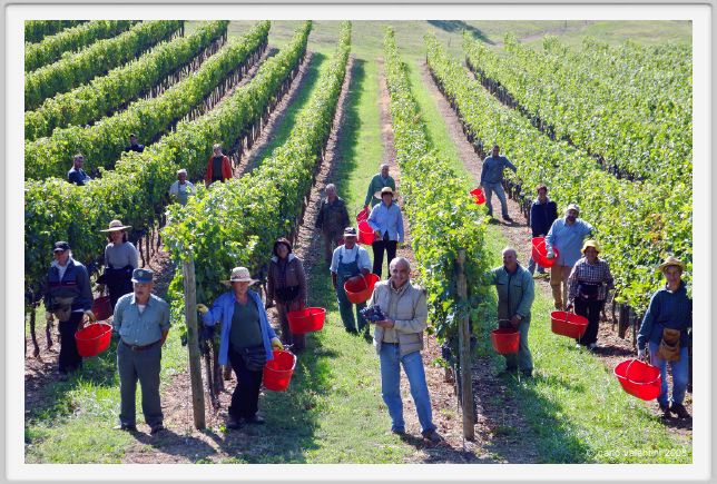 tenuta_di_arceno1112