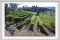 tenuta_di_arceno1100