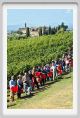 tenuta_di_arceno1117