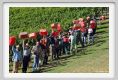 tenuta_di_arceno1122
