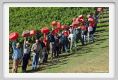 tenuta_di_arceno1123