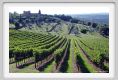 tenuta_di_arceno1102