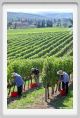 tenuta_di_arceno1136