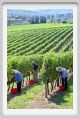 tenuta_di_arceno1137