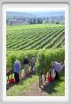 tenuta_di_arceno1138