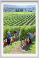 tenuta_di_arceno1139
