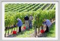 tenuta_di_arceno1141