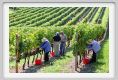 tenuta_di_arceno1142