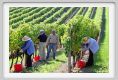 tenuta_di_arceno1144