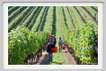 tenuta_di_arceno1146
