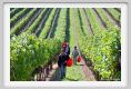 tenuta_di_arceno1147