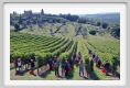 tenuta_di_arceno1104