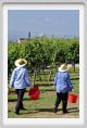 tenuta_di_arceno1152