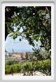tenuta_di_arceno1153