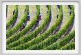 tenuta_di_arceno1156
