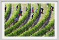 tenuta_di_arceno1158
