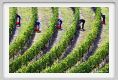 tenuta_di_arceno1160