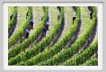 tenuta_di_arceno1161