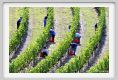 tenuta_di_arceno1163