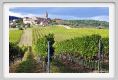 tenuta_di_arceno1164