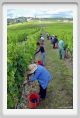 tenuta_di_arceno1168