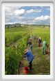 tenuta_di_arceno1171