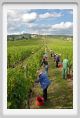 tenuta_di_arceno1172