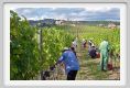 tenuta_di_arceno1173