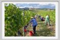 tenuta_di_arceno1174