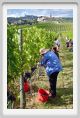 tenuta_di_arceno1175
