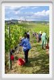 tenuta_di_arceno1176
