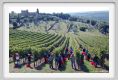tenuta_di_arceno1110