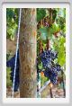 tenuta_di_arceno1179