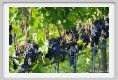 tenuta_di_arceno1180