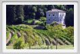 tenuta_di_arceno1184
