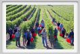 tenuta_di_arceno1112