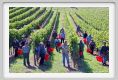 tenuta_di_arceno1113