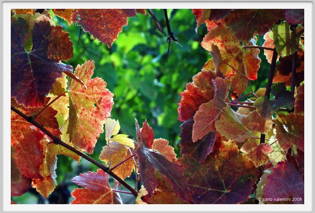 tenuta_di_arceno1314