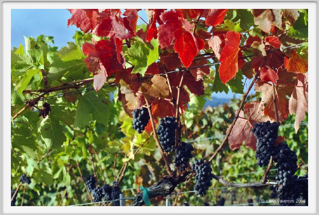 tenuta_di_arceno1311