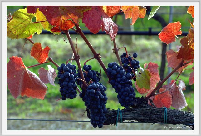 tenuta_di_arceno1312