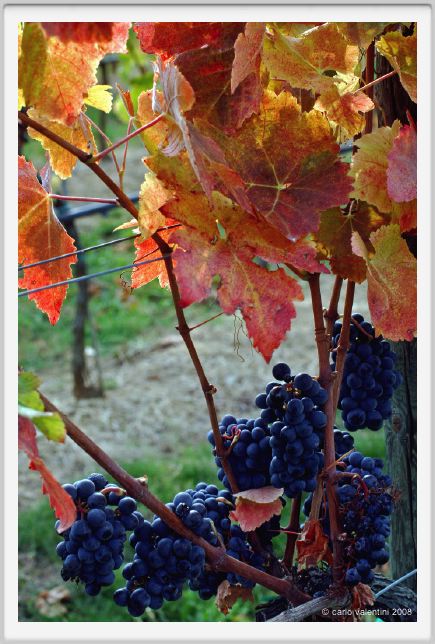 tenuta_di_arceno1313