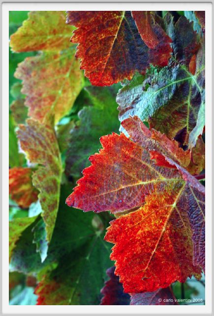 tenuta_di_arceno1315
