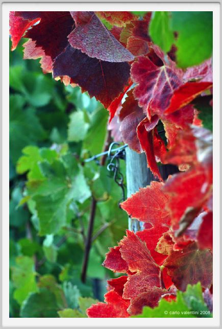 tenuta_di_arceno1317