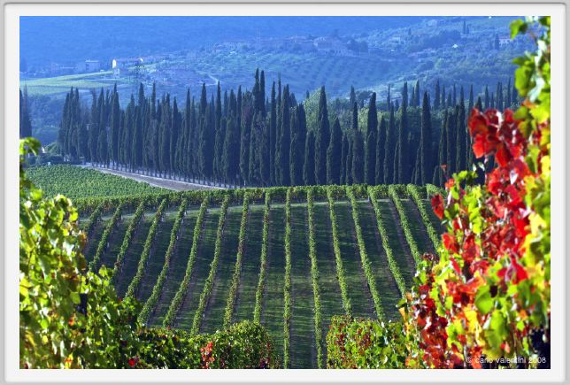 tenuta_di_arceno1321