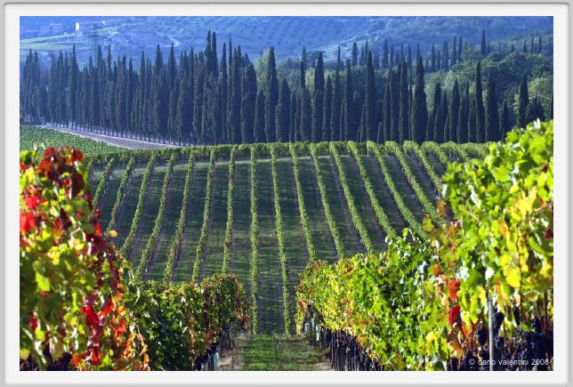 tenuta_di_arceno1323