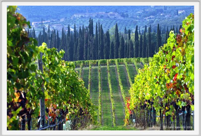 tenuta_di_arceno1324