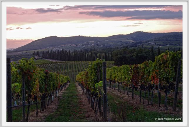 tenuta_di_arceno1334