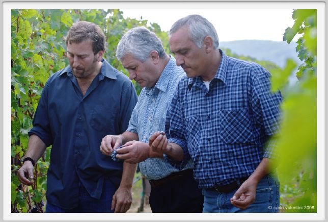 tenuta_di_arceno1214